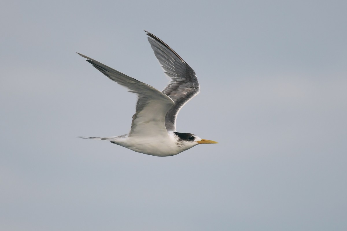 Great Crested Tern - Emily Jenkins