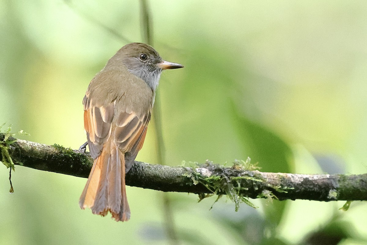 Rufous-tailed Flycatcher - ML612392256