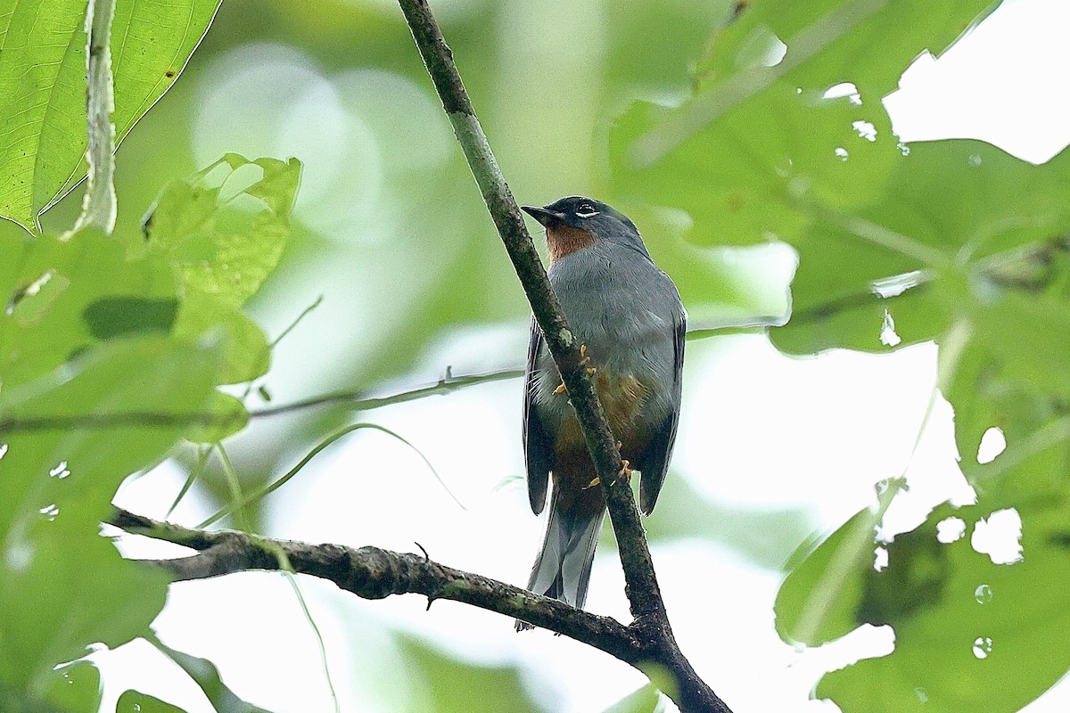 Rufous-throated Solitaire (Rufous-throated) - ML612392283