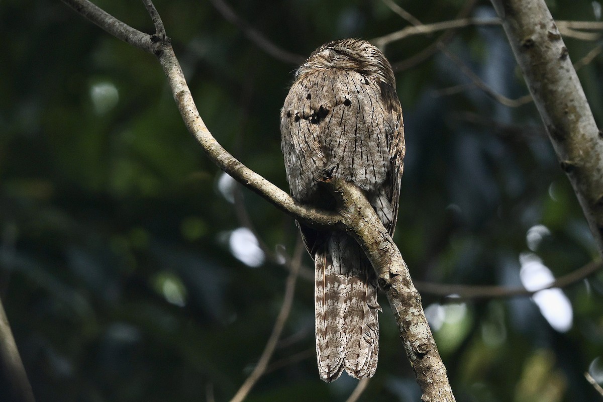 Northern Potoo (Caribbean) - eBird