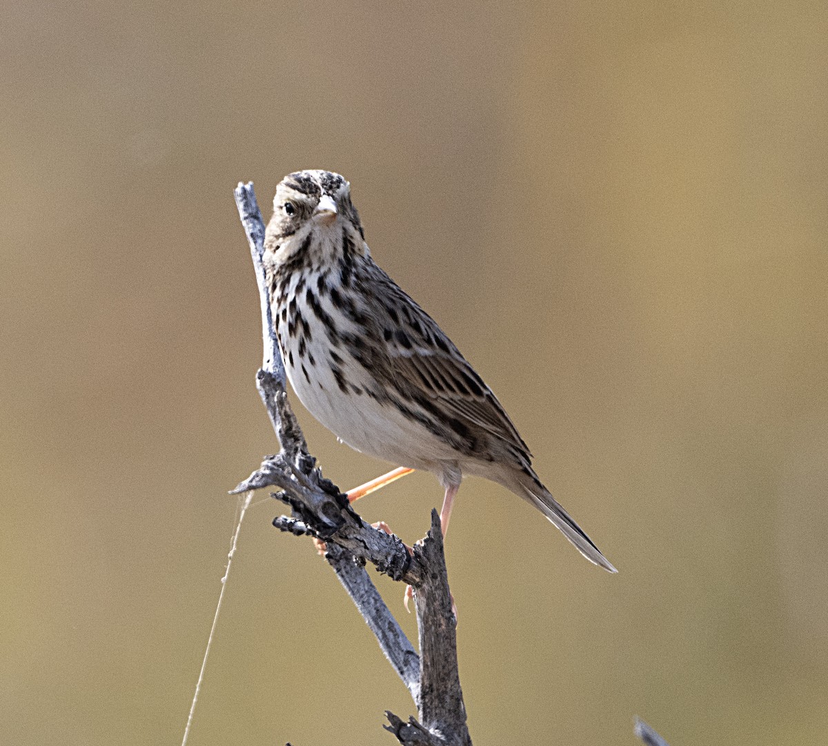 Savannah Sparrow - ML612392624