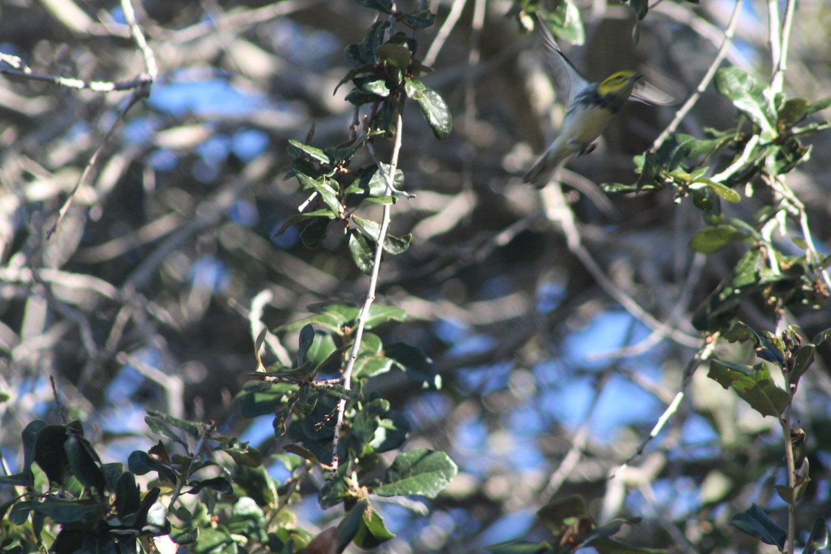 Black-throated Green Warbler - ML612392704
