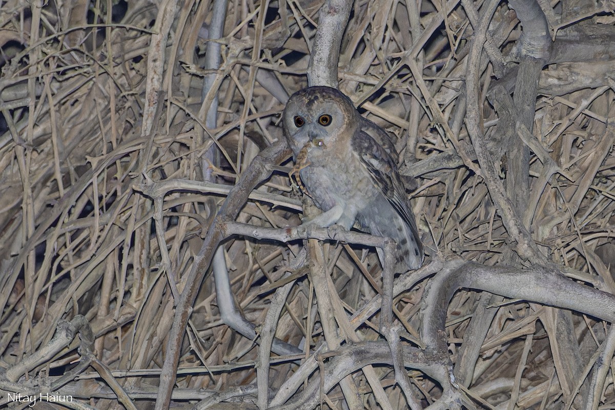 Desert Owl - nitay haiun