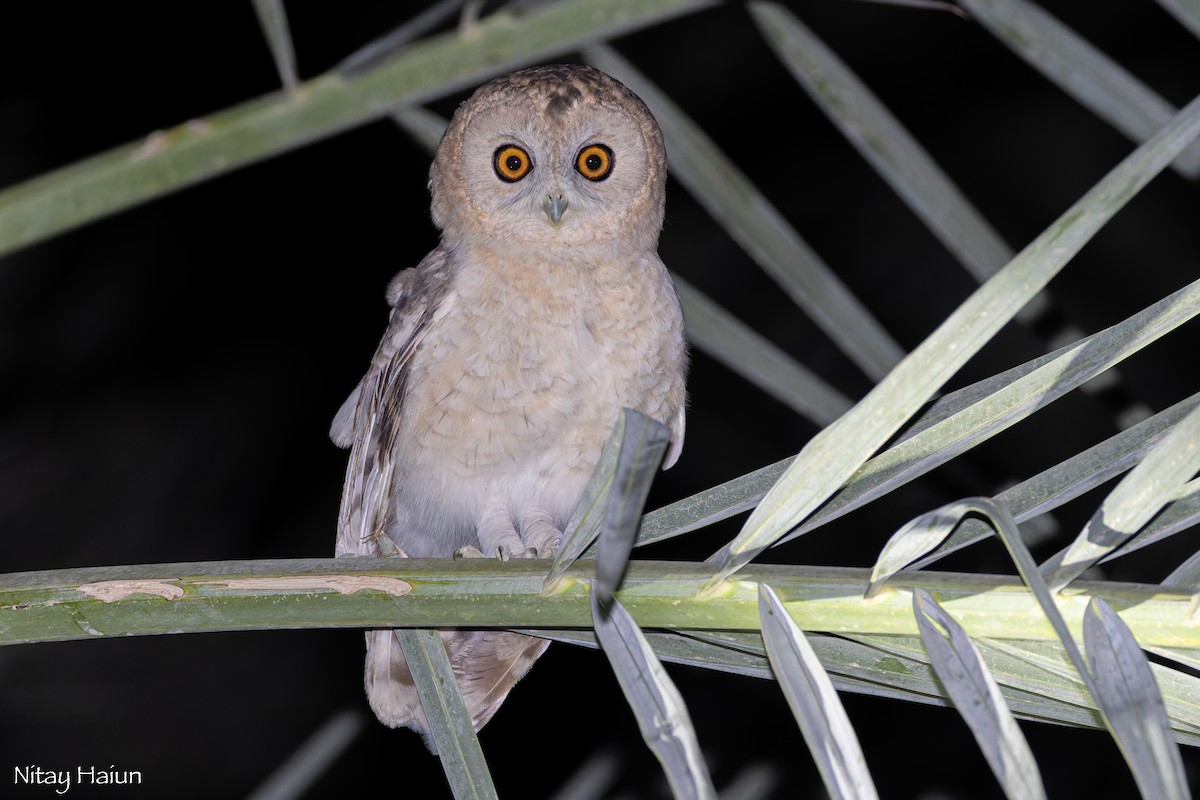 Desert Owl - nitay haiun