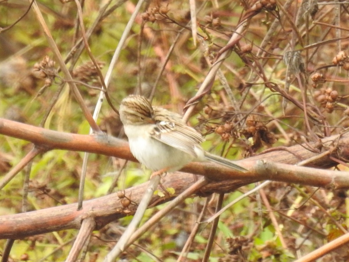 Clay-colored Sparrow - ML612392827
