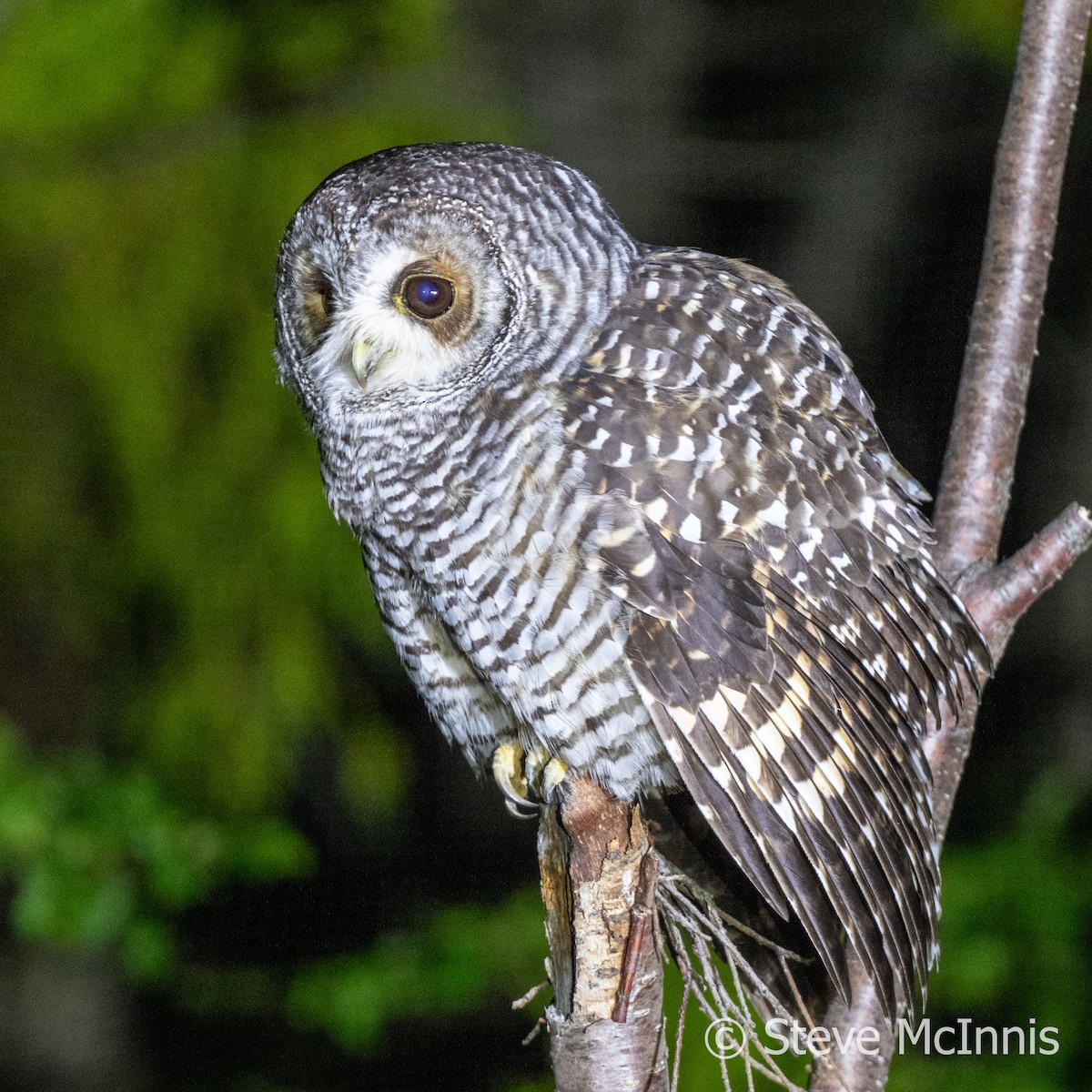 Rufous-legged Owl - ML612393281