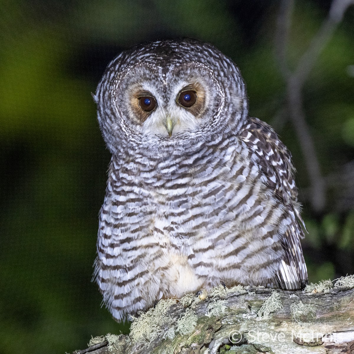 Rufous-legged Owl - ML612393289