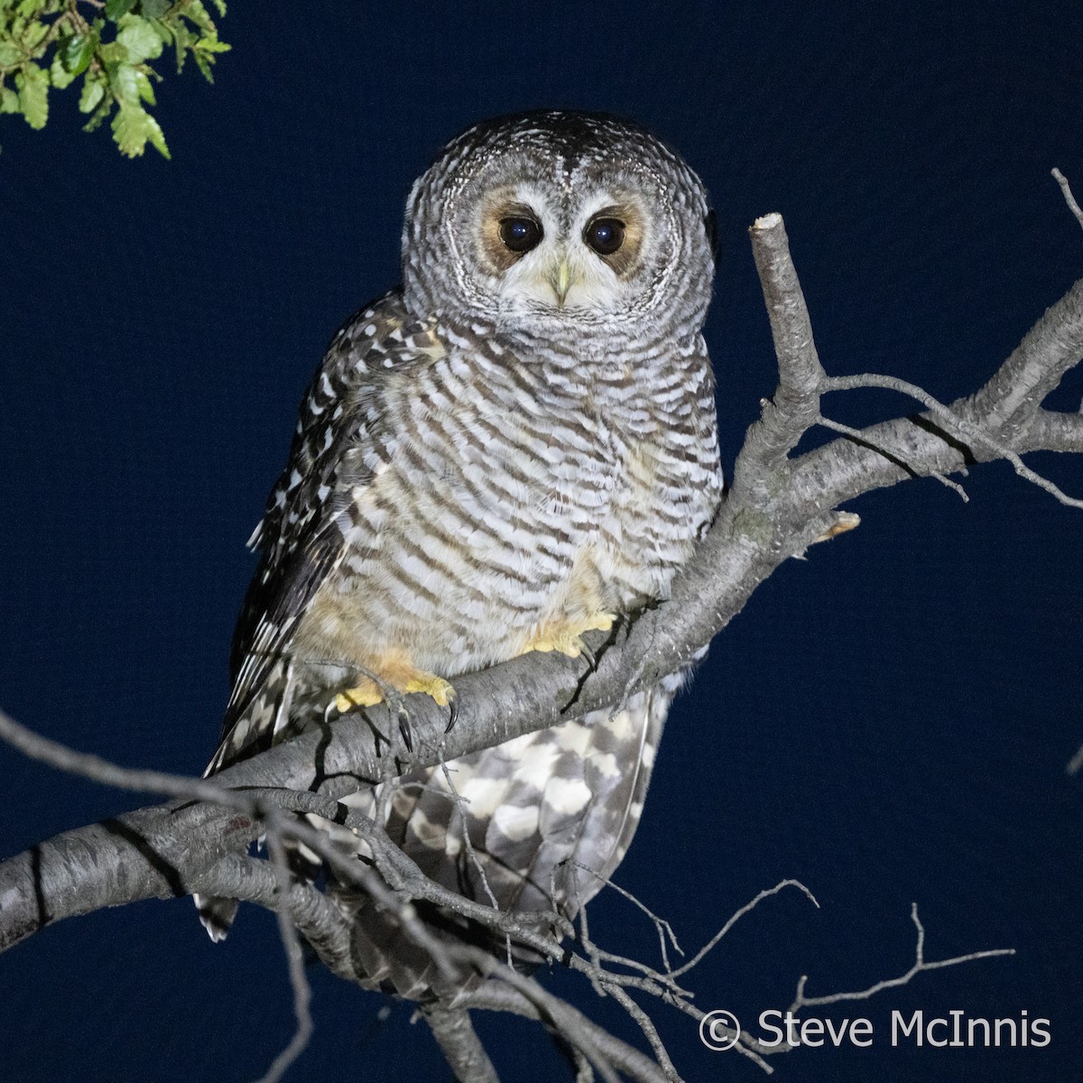 Rufous-legged Owl - ML612393291