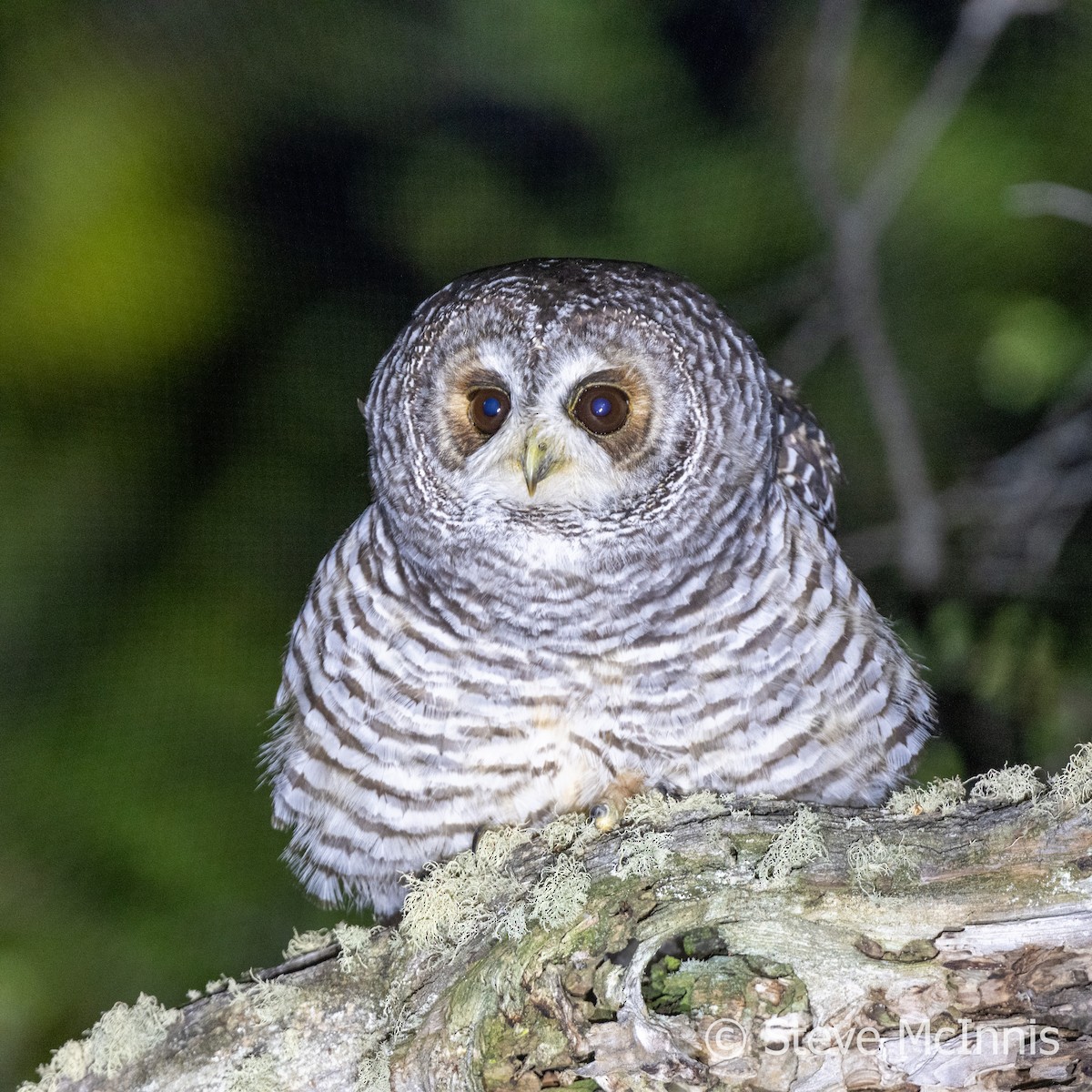 Rufous-legged Owl - ML612393292