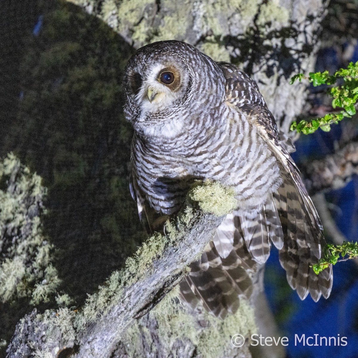 Rufous-legged Owl - Steve McInnis