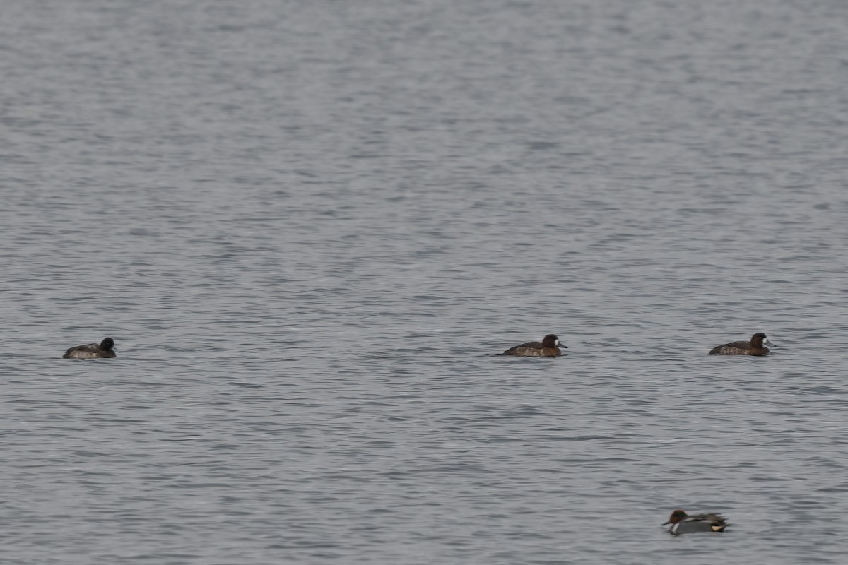 Greater Scaup - ML612393715
