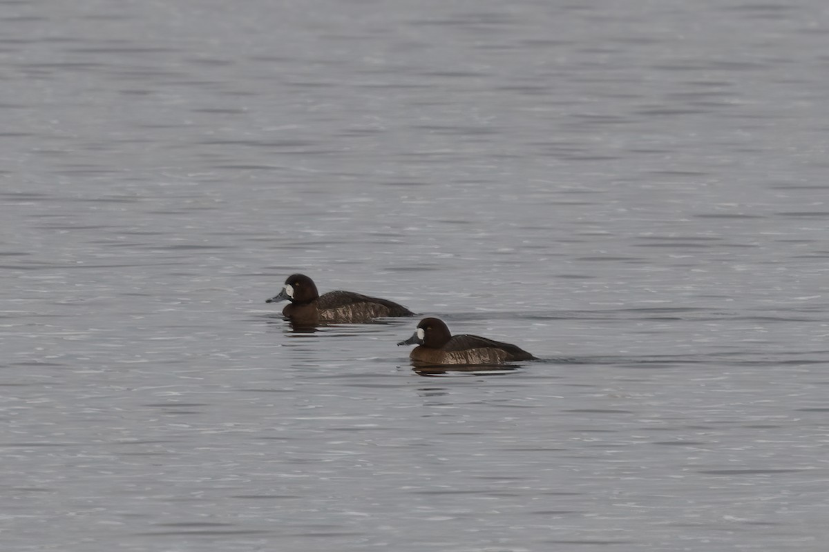 Greater Scaup - ML612393716