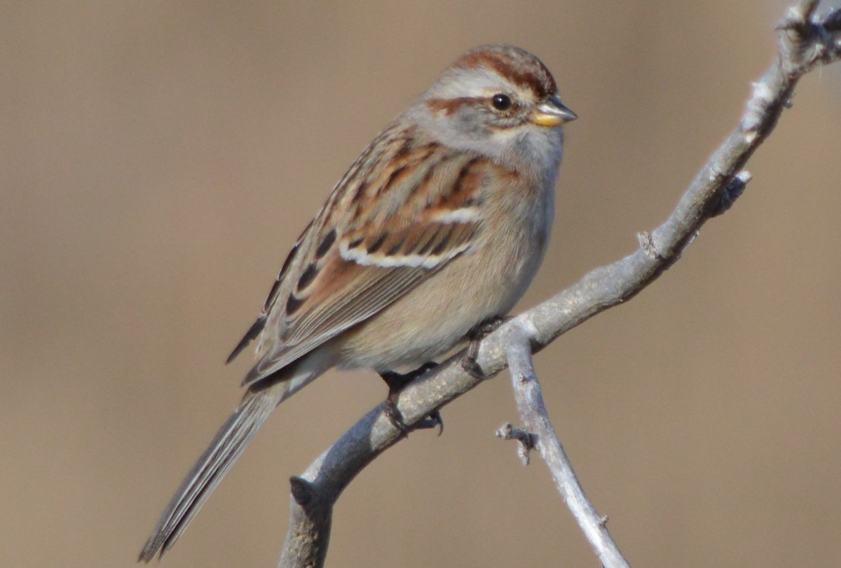American Tree Sparrow - ML612393928