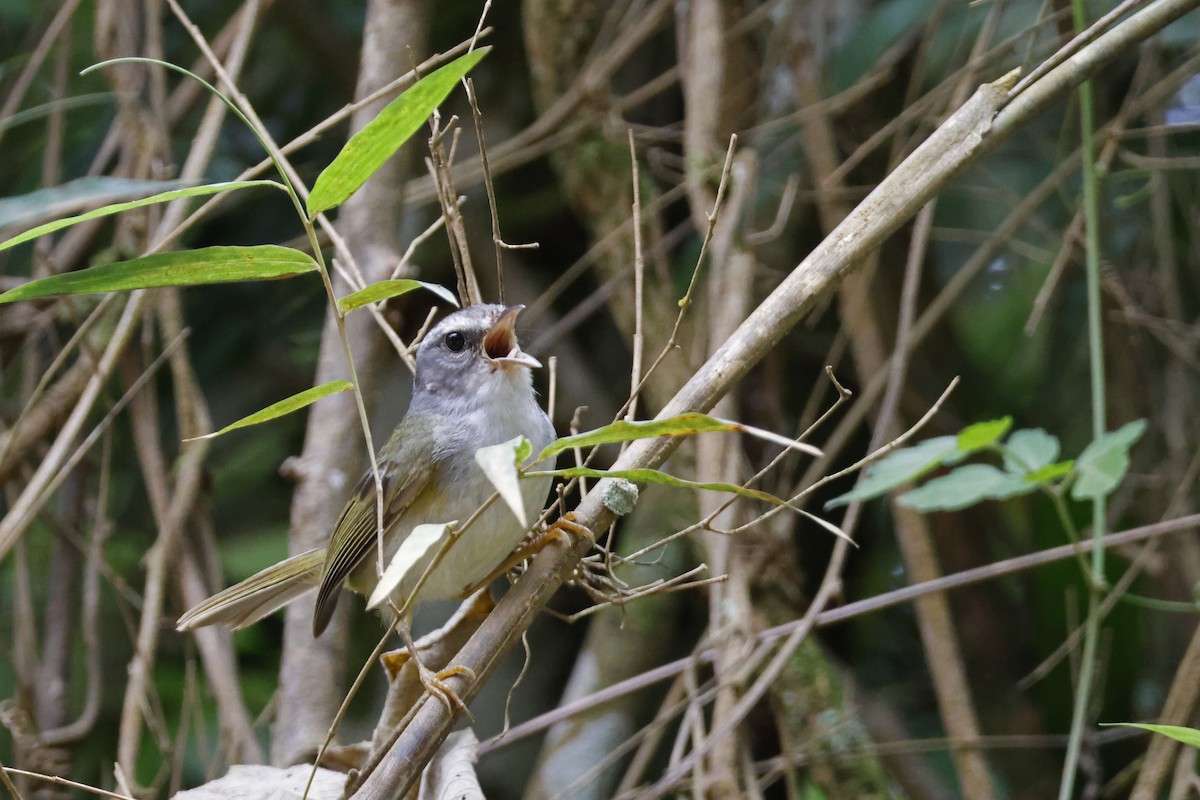 Golden-crowned Warbler (White-bellied) - ML612394273