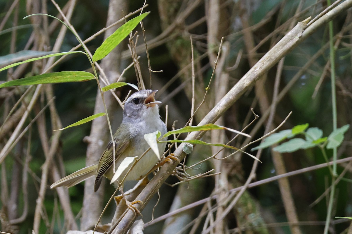 Golden-crowned Warbler (White-bellied) - ML612394274
