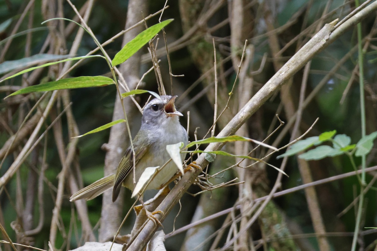 Golden-crowned Warbler (White-bellied) - ML612394275