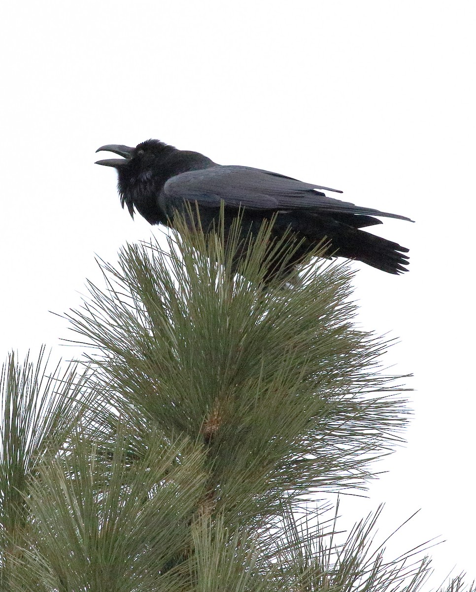 Common Raven - Sneed Collard