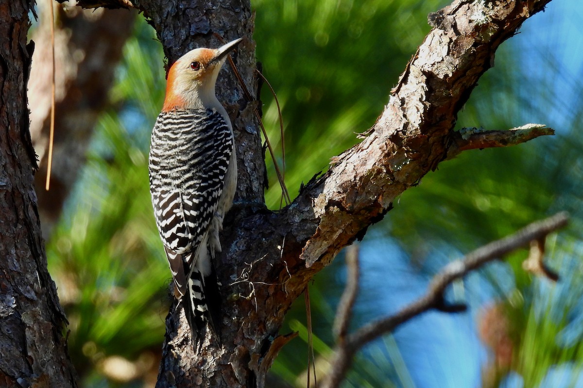 Red-bellied Woodpecker - ML612395321
