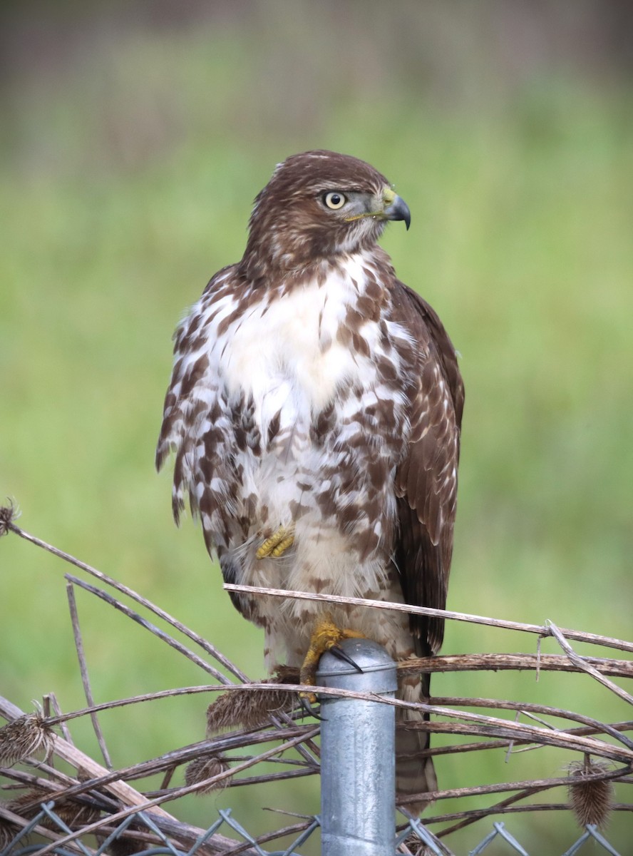 Red-tailed Hawk - ML612395464