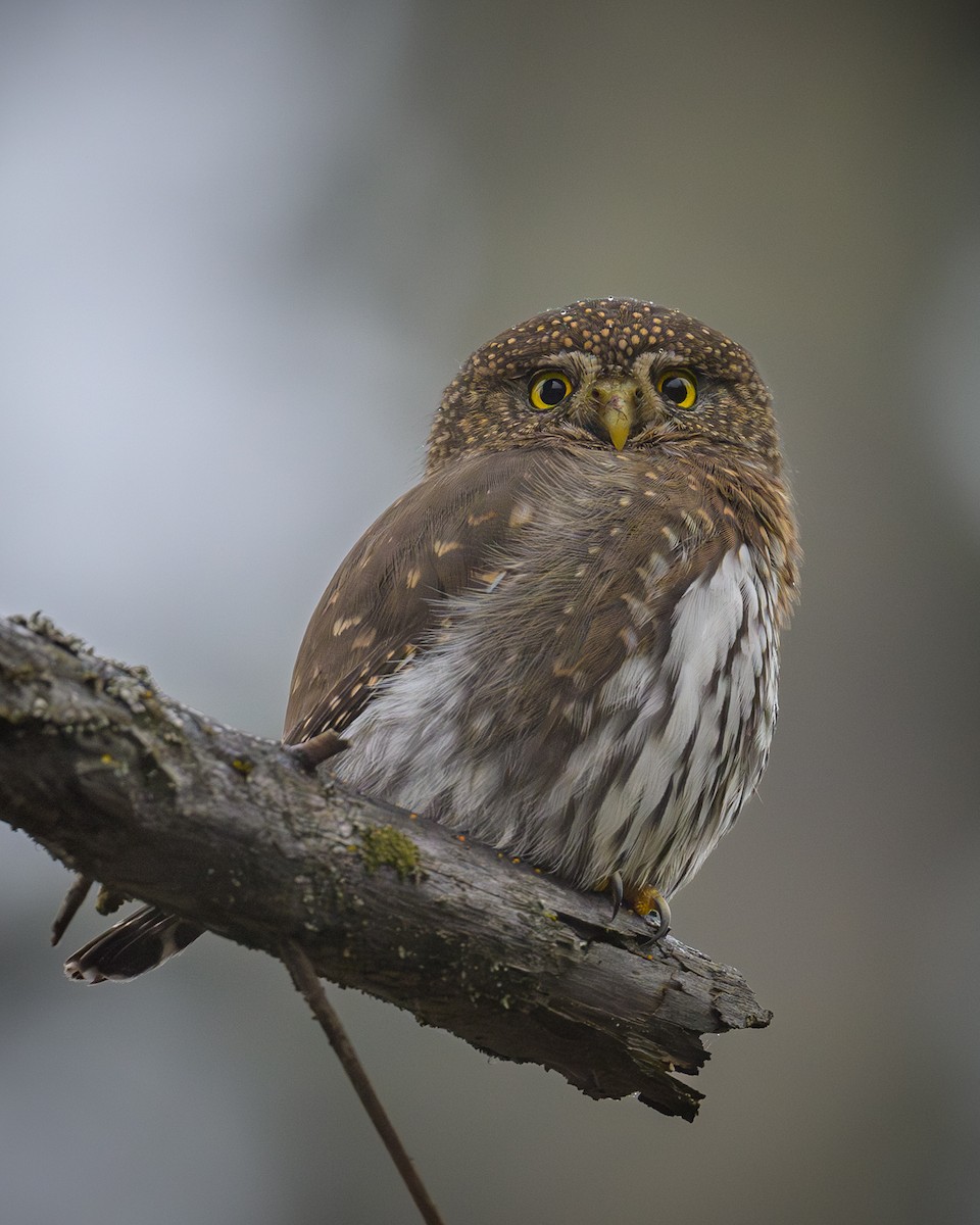 Northern Pygmy-Owl - ML612395489