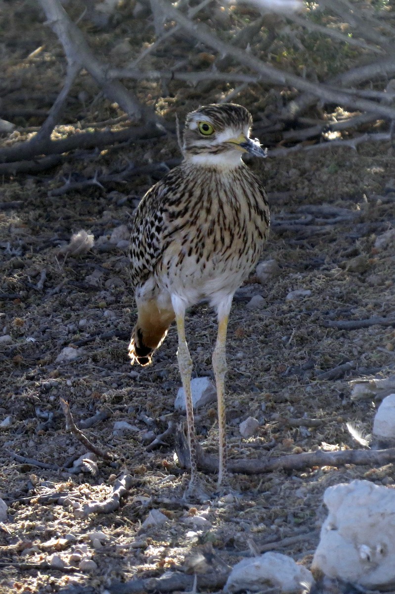 Spotted Thick-knee - ML612395578