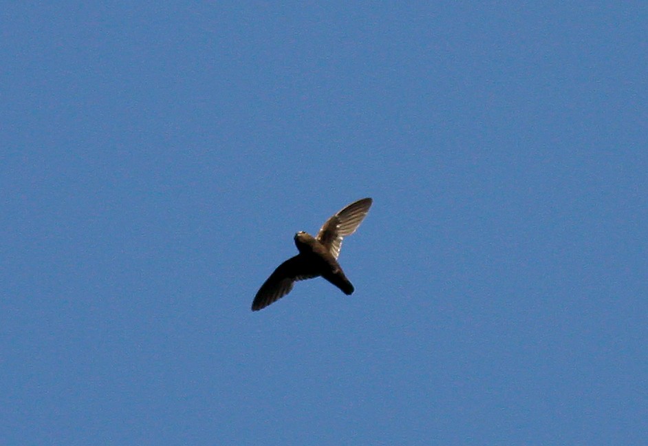 Spot-fronted Swift - ML612395808