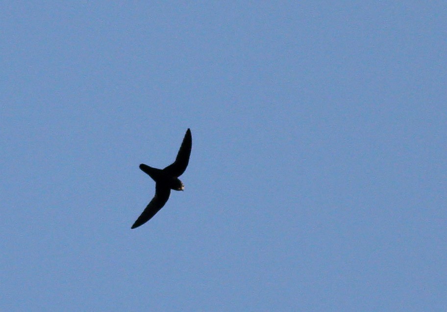 Spot-fronted Swift - ML612395809