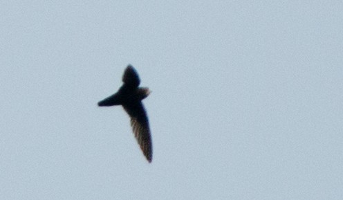 Spot-fronted Swift - ML612395820
