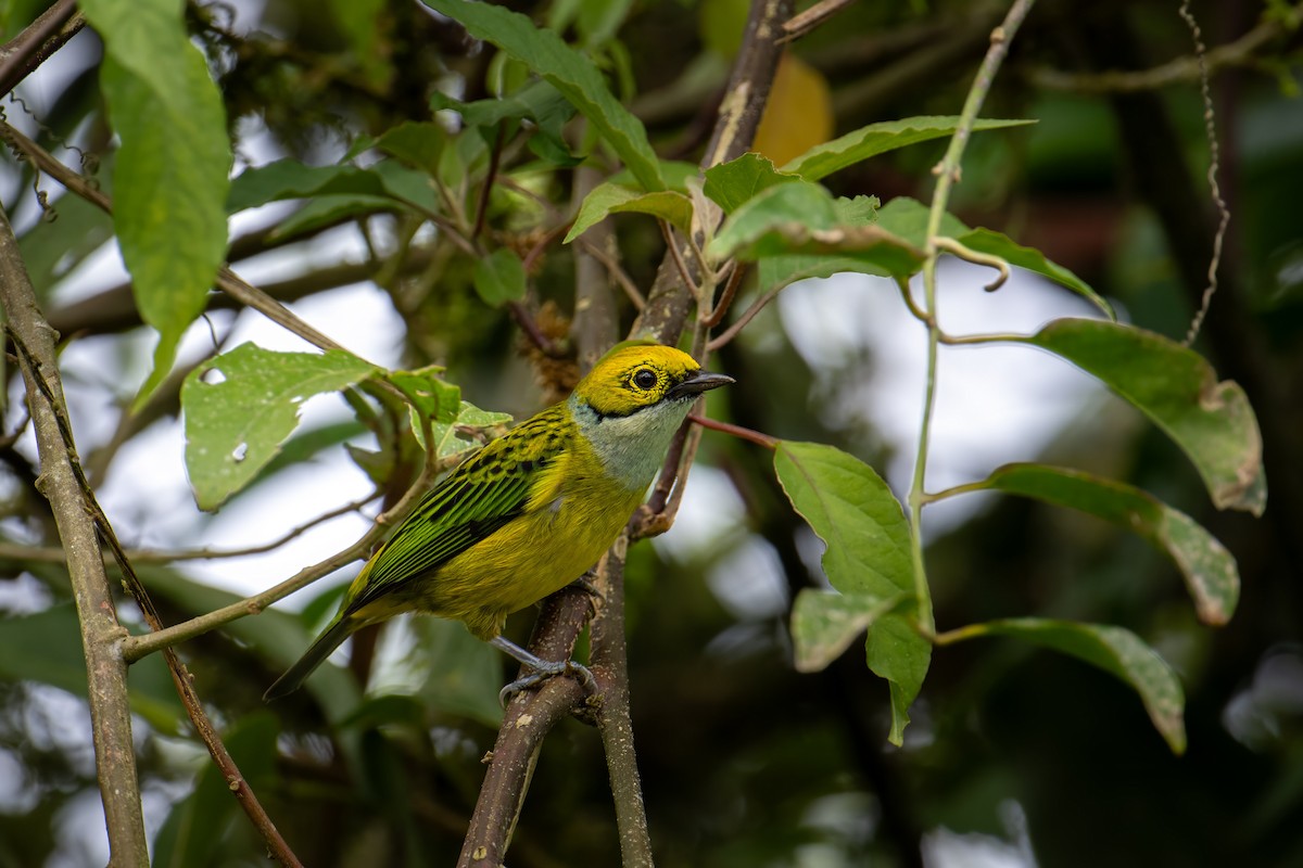 Silver-throated Tanager - ML612396764