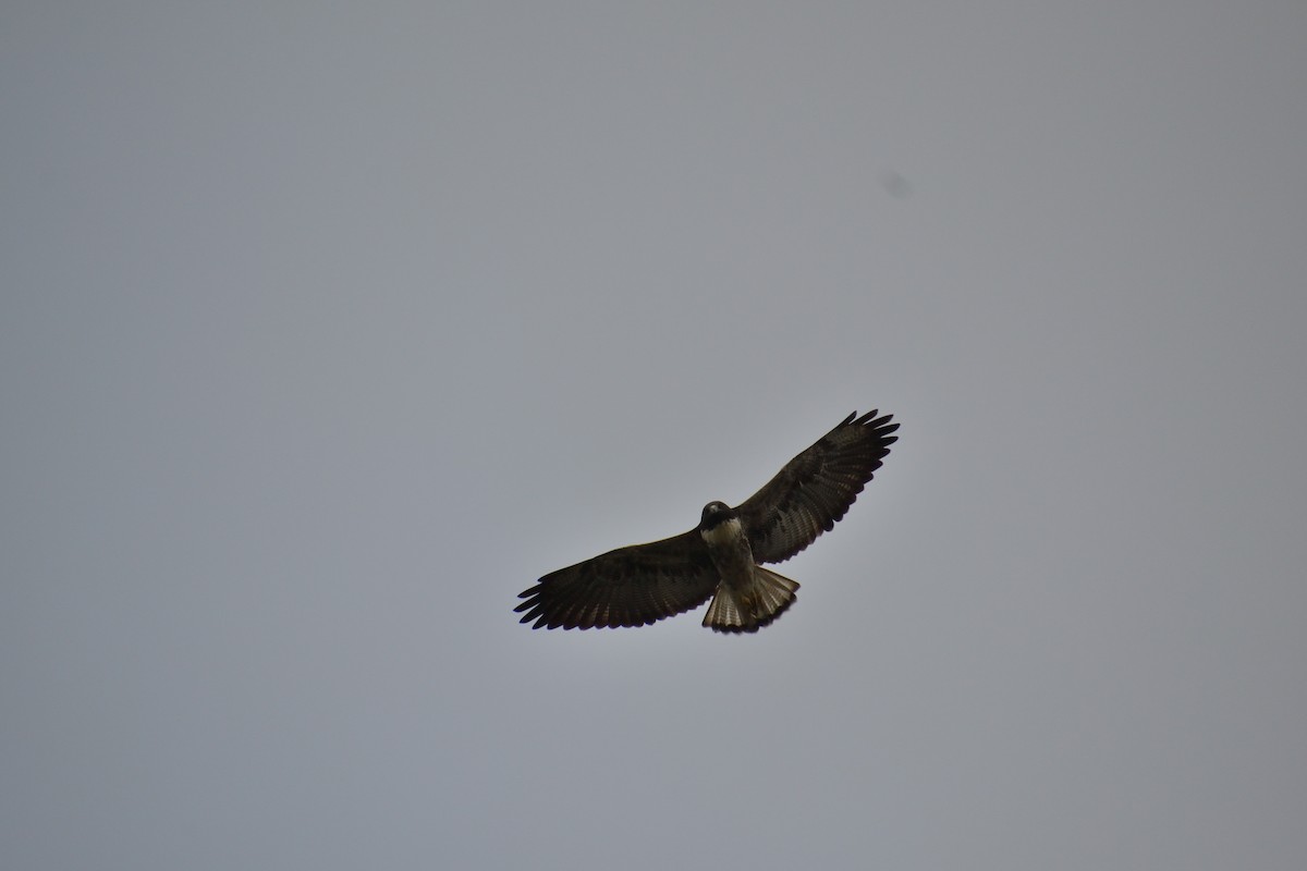 White-tailed Hawk - Nathan Cross