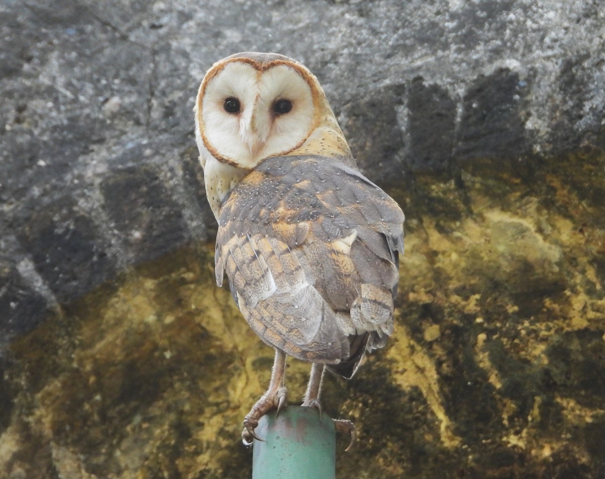 Barn Owl - ML612397118
