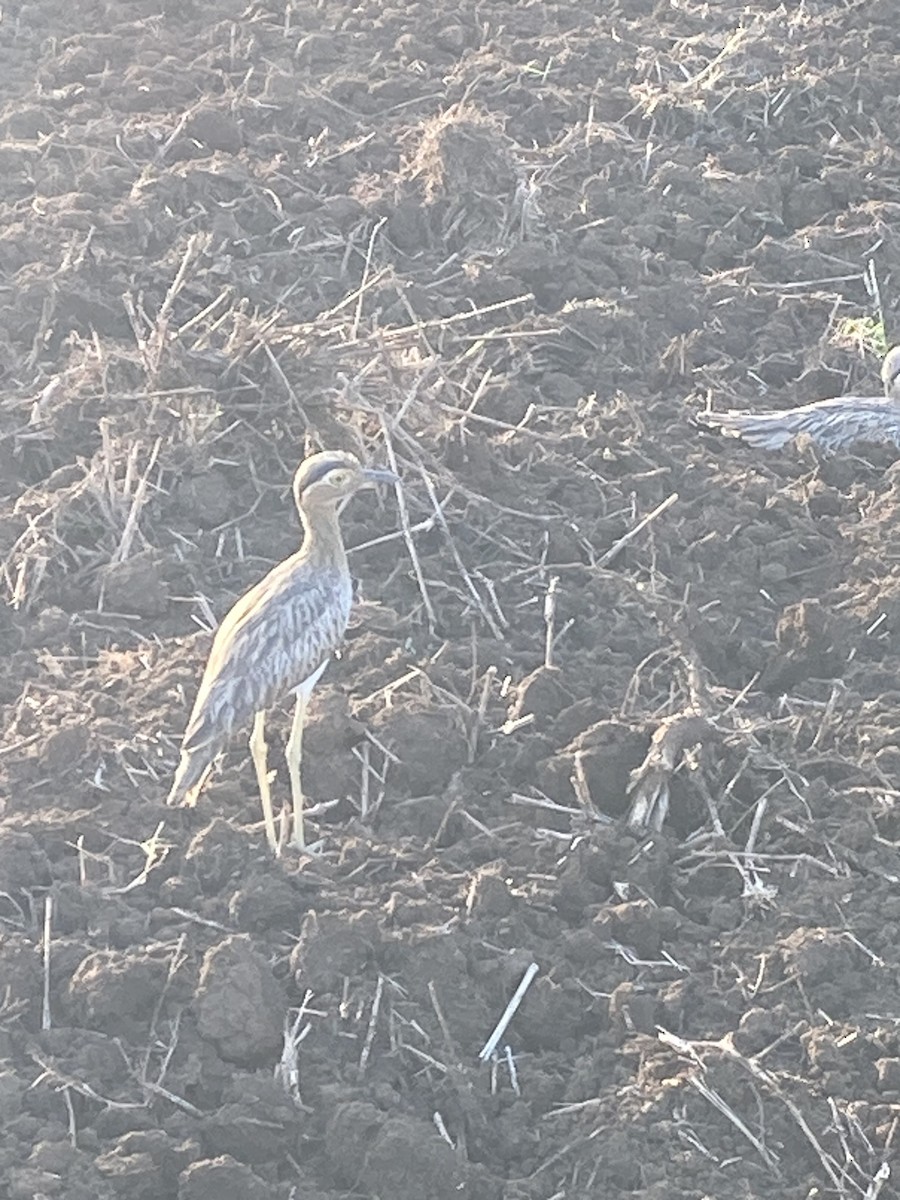 Double-striped Thick-knee - ML612397151