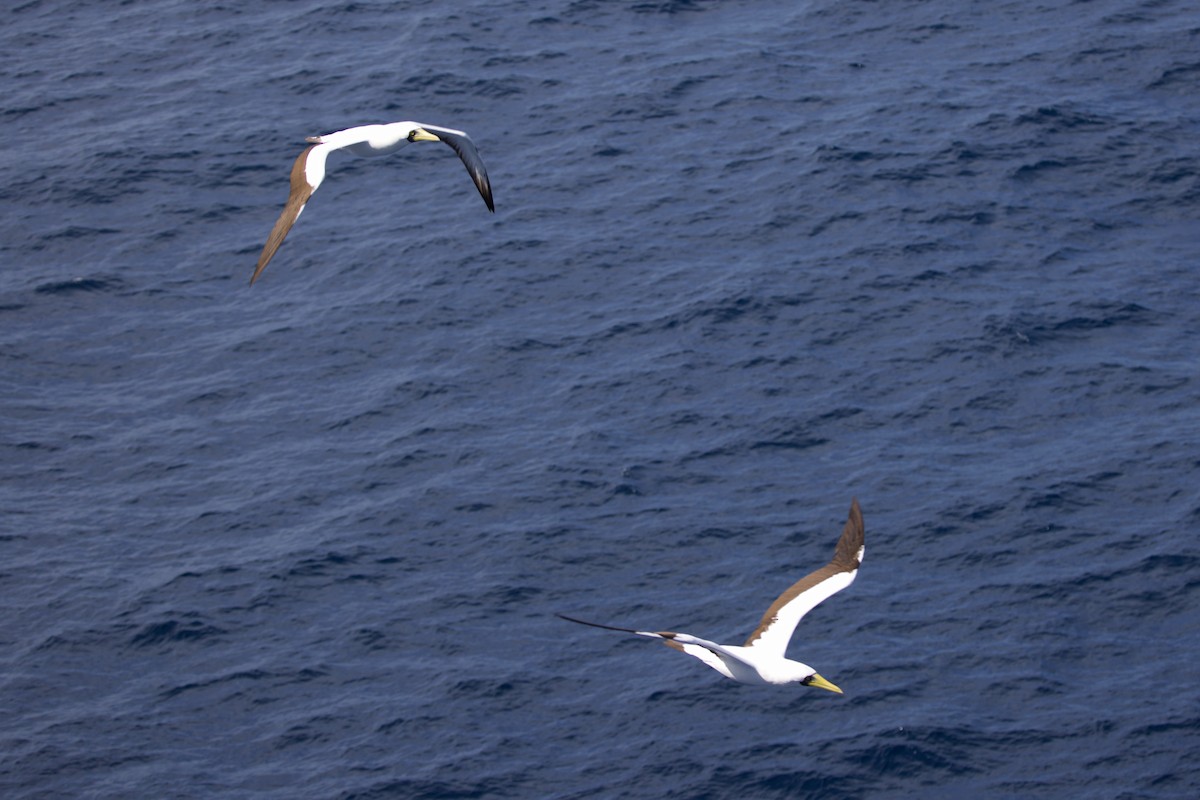 Masked Booby - ML612397295