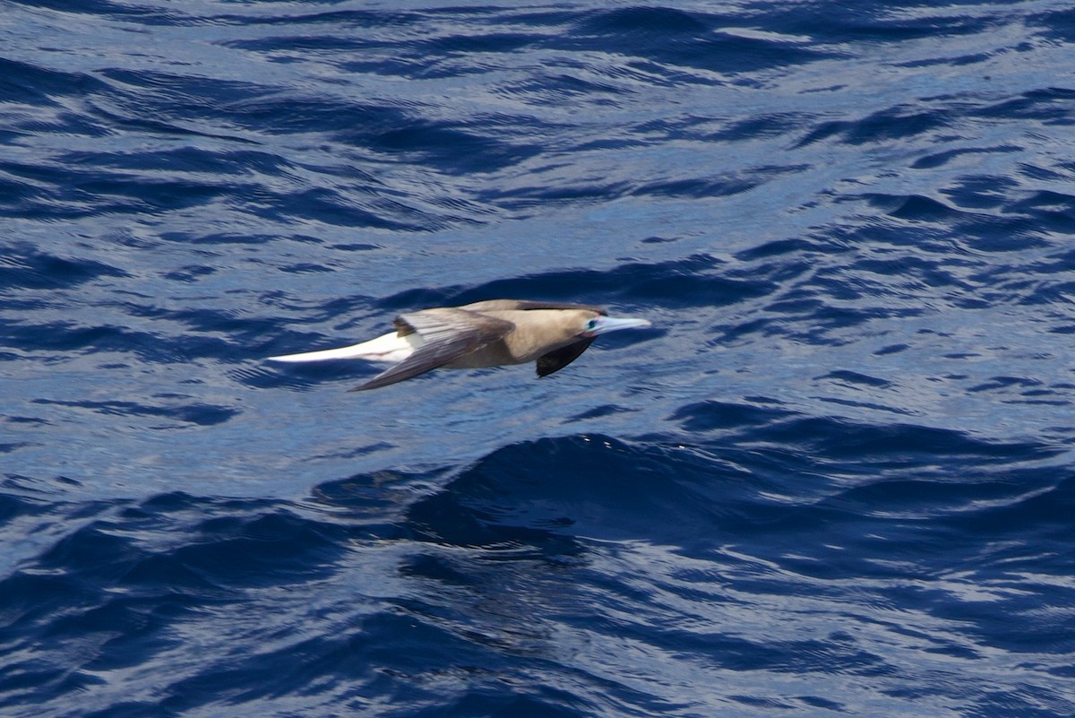 Red-footed Booby - ML612397317