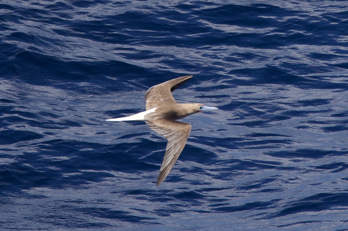 Red-footed Booby - ML612397324