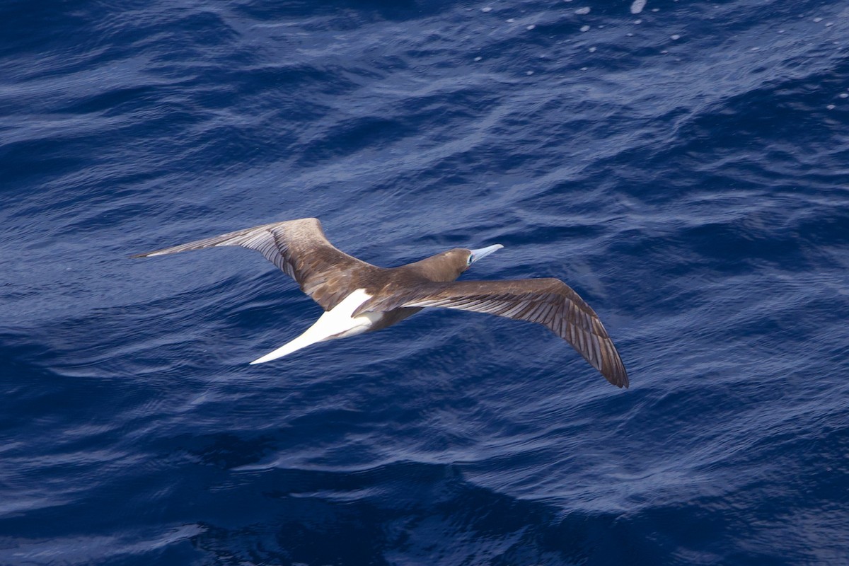 Red-footed Booby - ML612397328