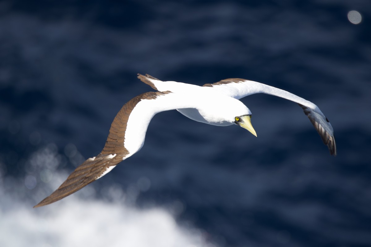 Masked Booby - ML612397343