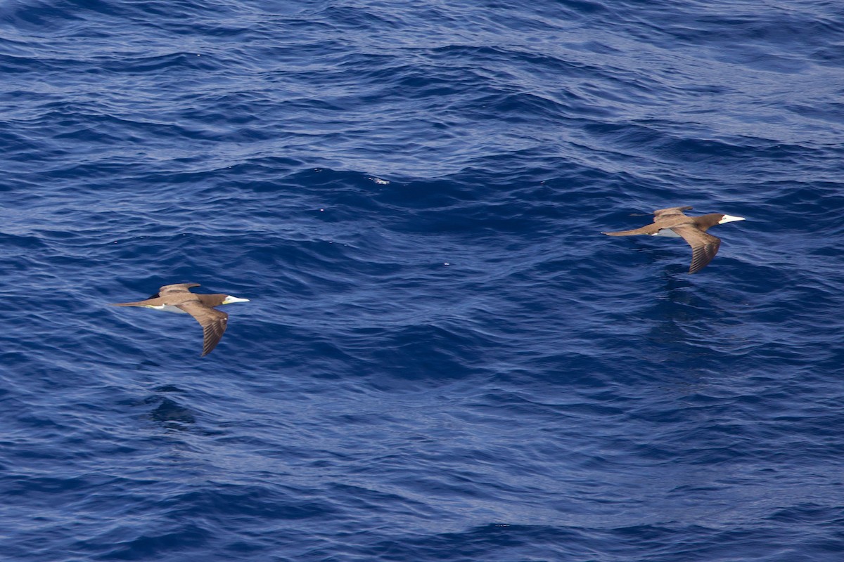 Brown Booby - ML612397346