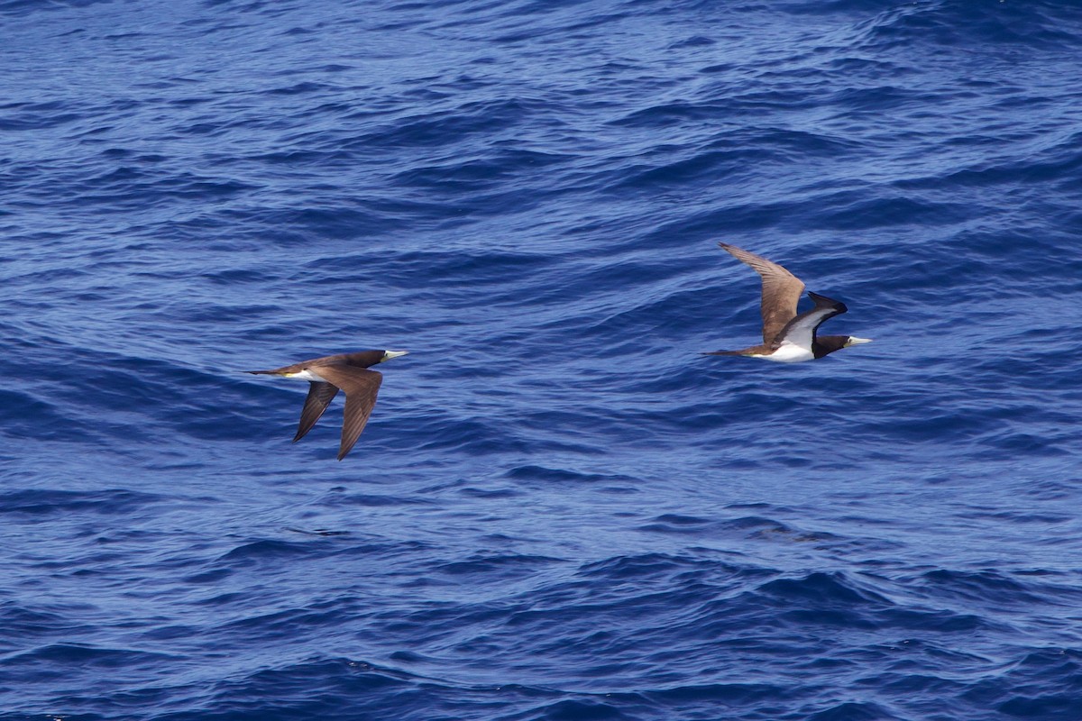 Brown Booby - ML612397347