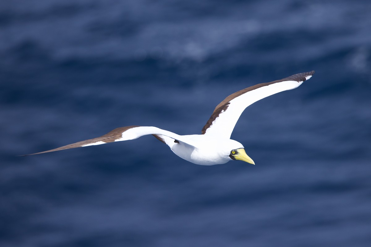 Masked Booby - ML612397399