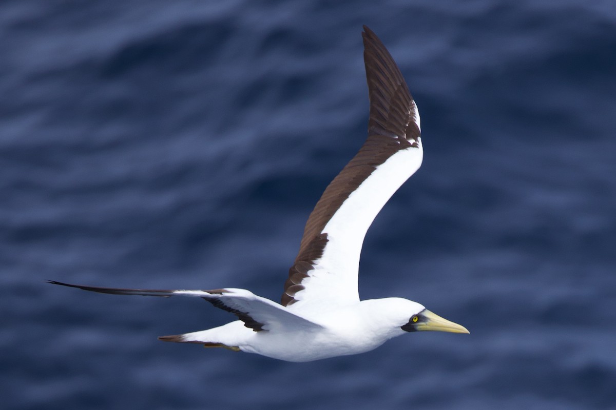Masked Booby - ML612397418