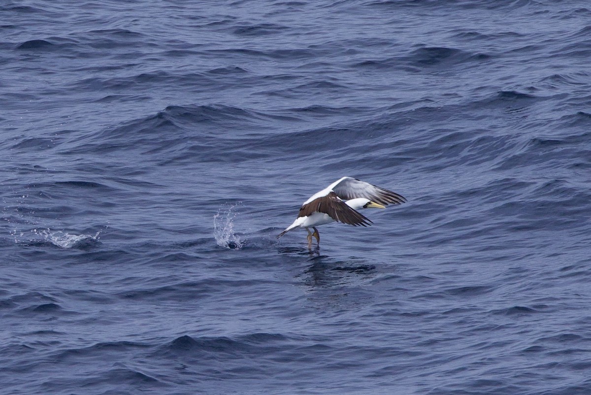 Masked Booby - ML612397472