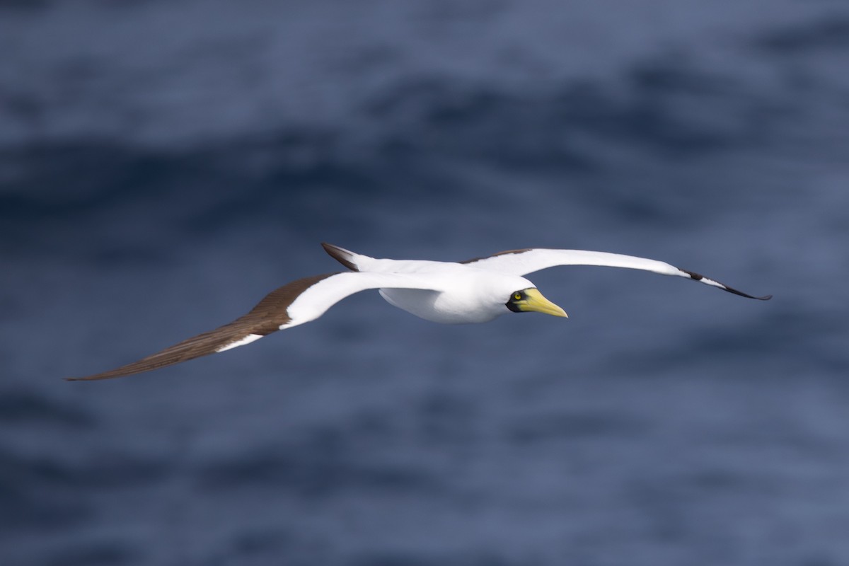 Masked Booby - ML612397495