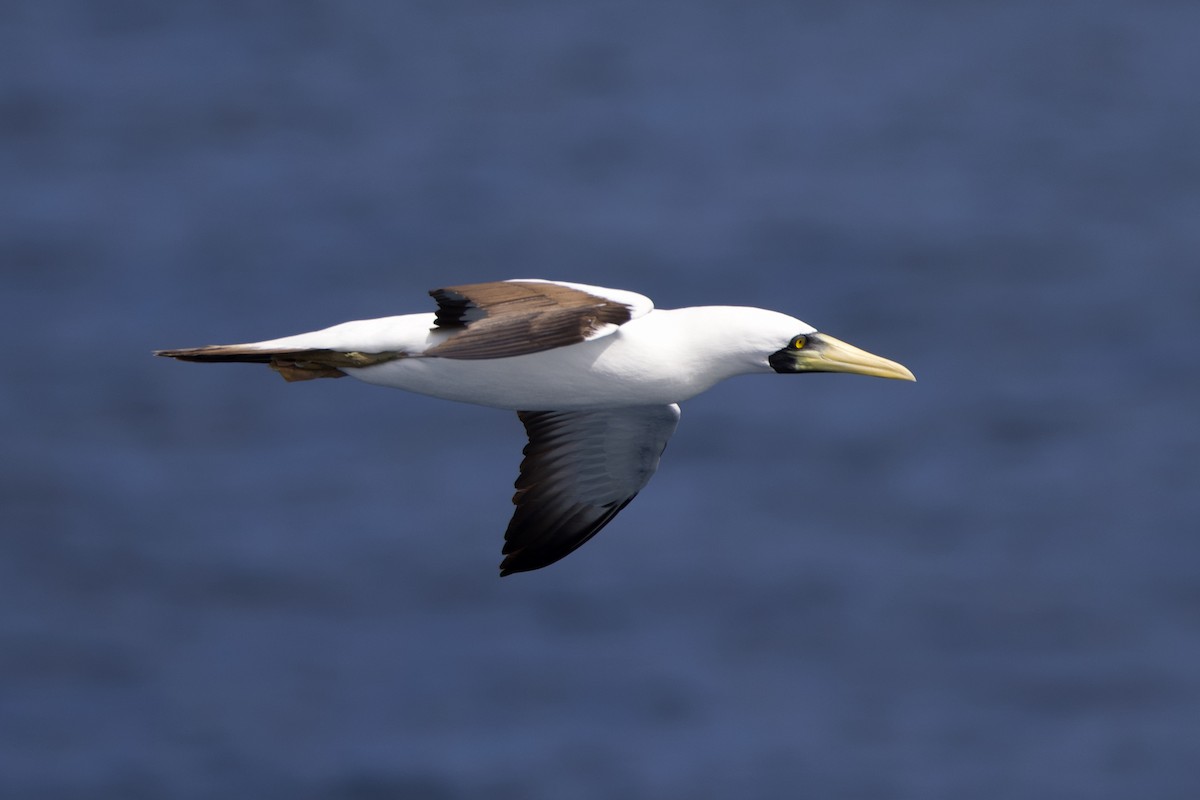 Masked Booby - ML612397509
