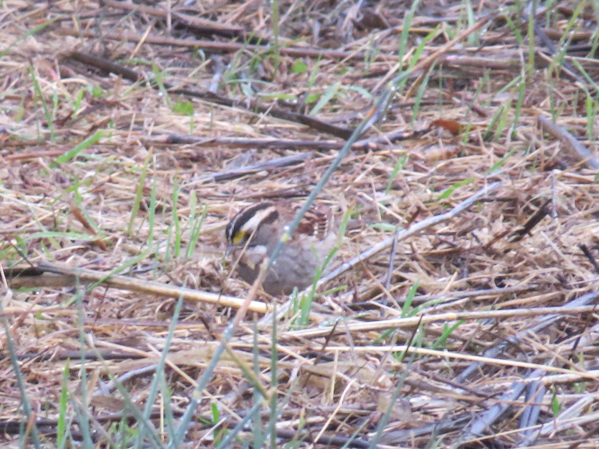 White-throated Sparrow - ML612397528