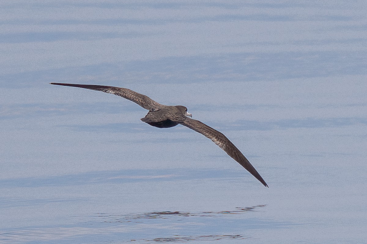 Flesh-footed Shearwater - ML612398814
