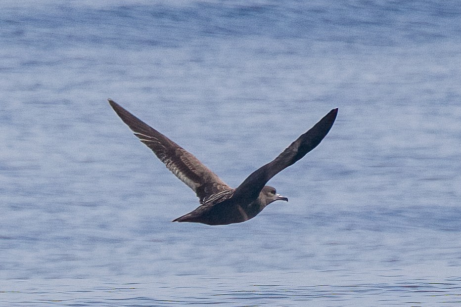 Flesh-footed Shearwater - ML612398816
