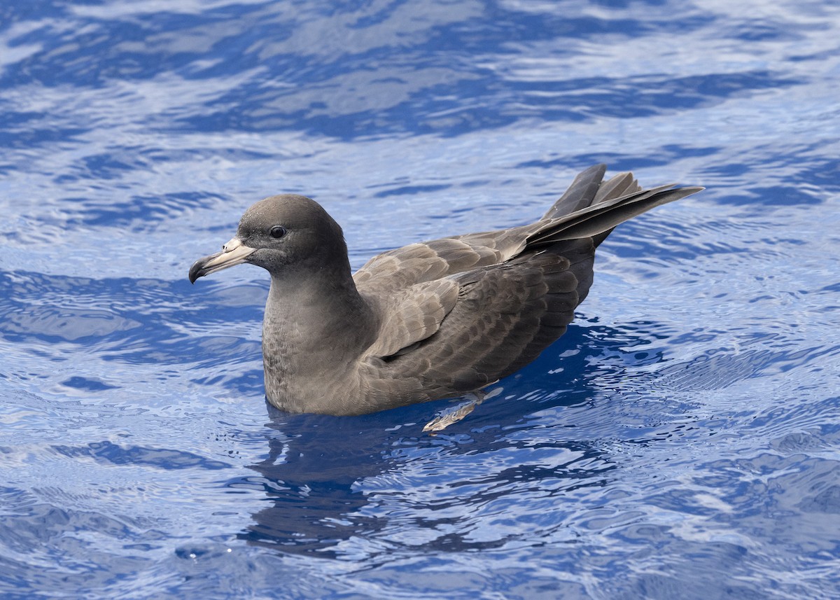 Flesh-footed Shearwater - ML612398913