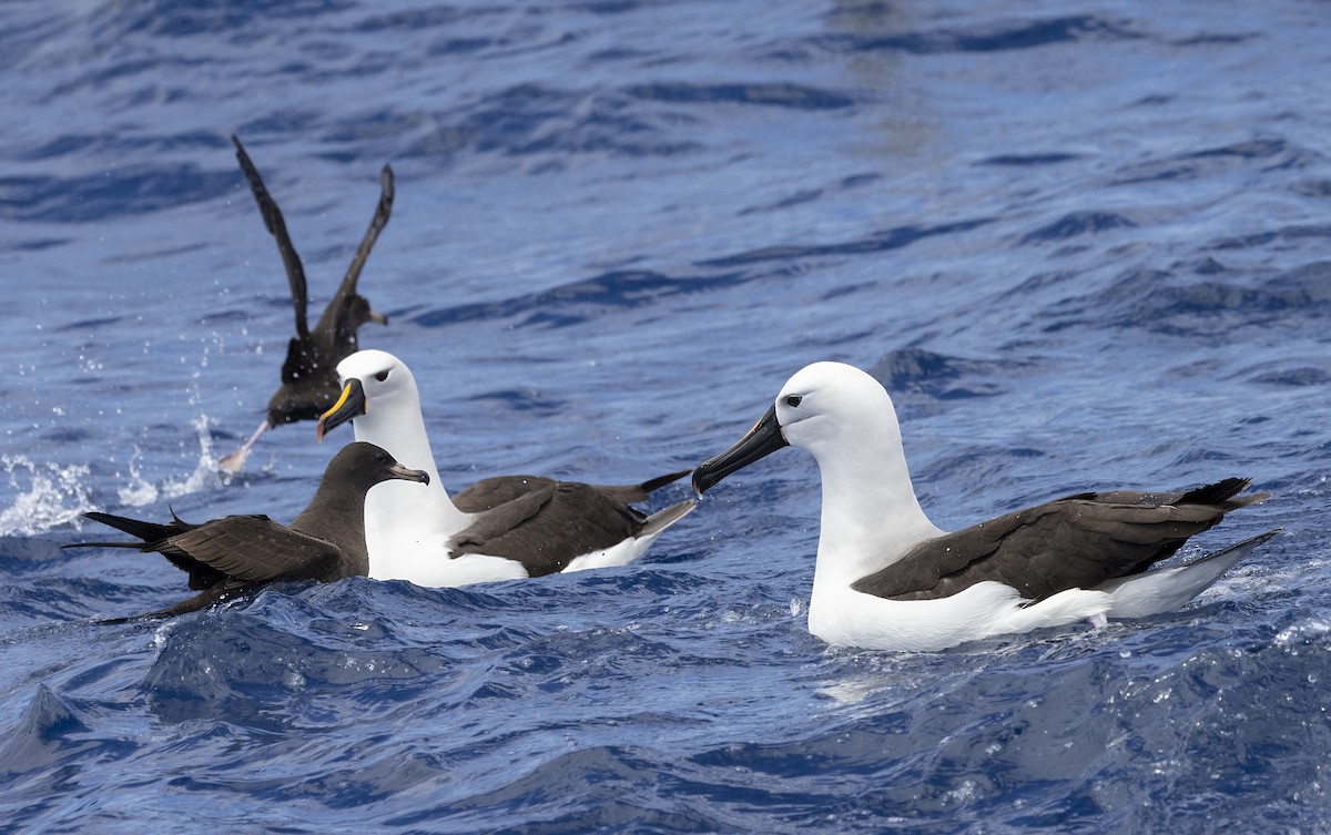 Indian Yellow-nosed Albatross - ML612398951