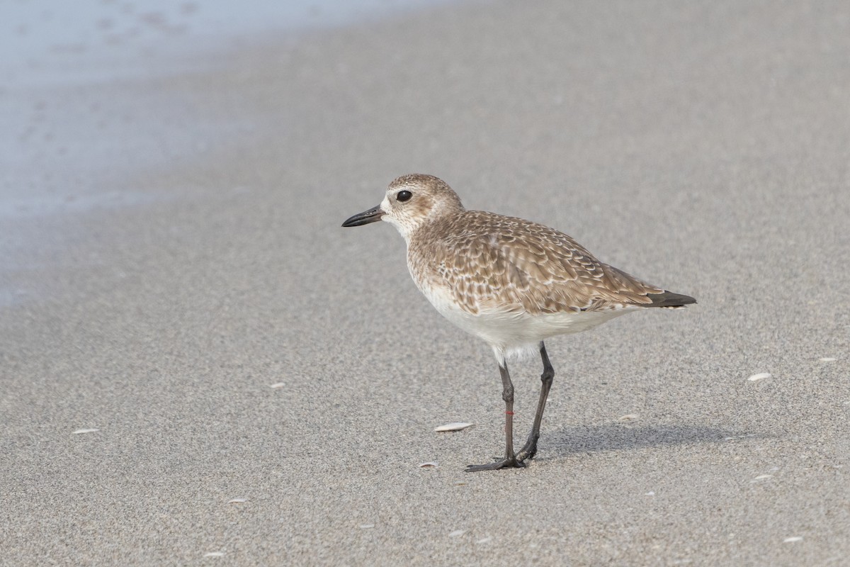 Black-bellied Plover - Mamadou D